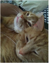my_two_cats.png